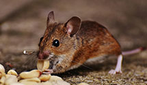 24 Hour & Emergency Exterminators in Upr Marlboro, MD